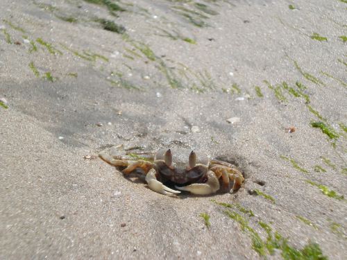 I know this crab doesn't look too impressive but it was actually quite big. I thought it was dead so was practically poking it with my camera until it turned out it was alive! Yes, I screamed when it headed for my toes.